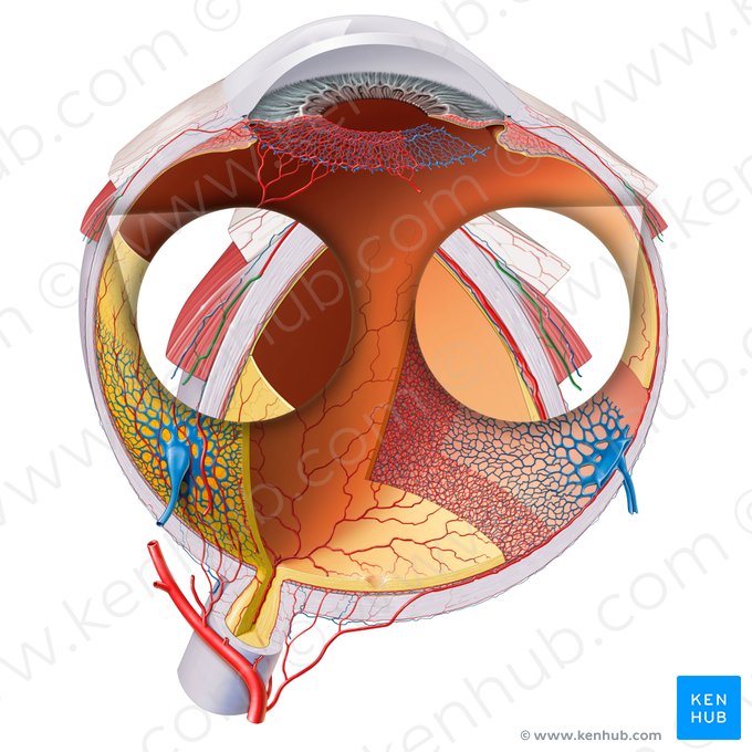 Ramas musculares de la arteria oftálmica (Rami musculares arteriae ophthalmicae); Imagen: Paul Kim