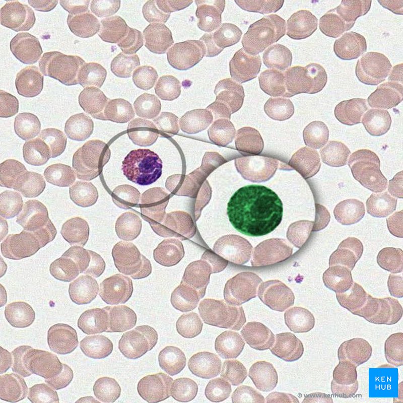 Eosinophiler Granulozyt in einer mikroskopischen Ansicht des Blutes