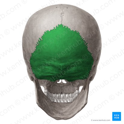 Occipital bone (Os occipitale); Image: Yousun Koh