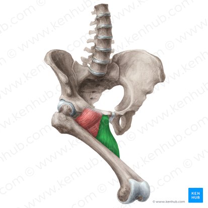 Músculo aductor largo (Musculus adductor longus); Imagen: Liene Znotina