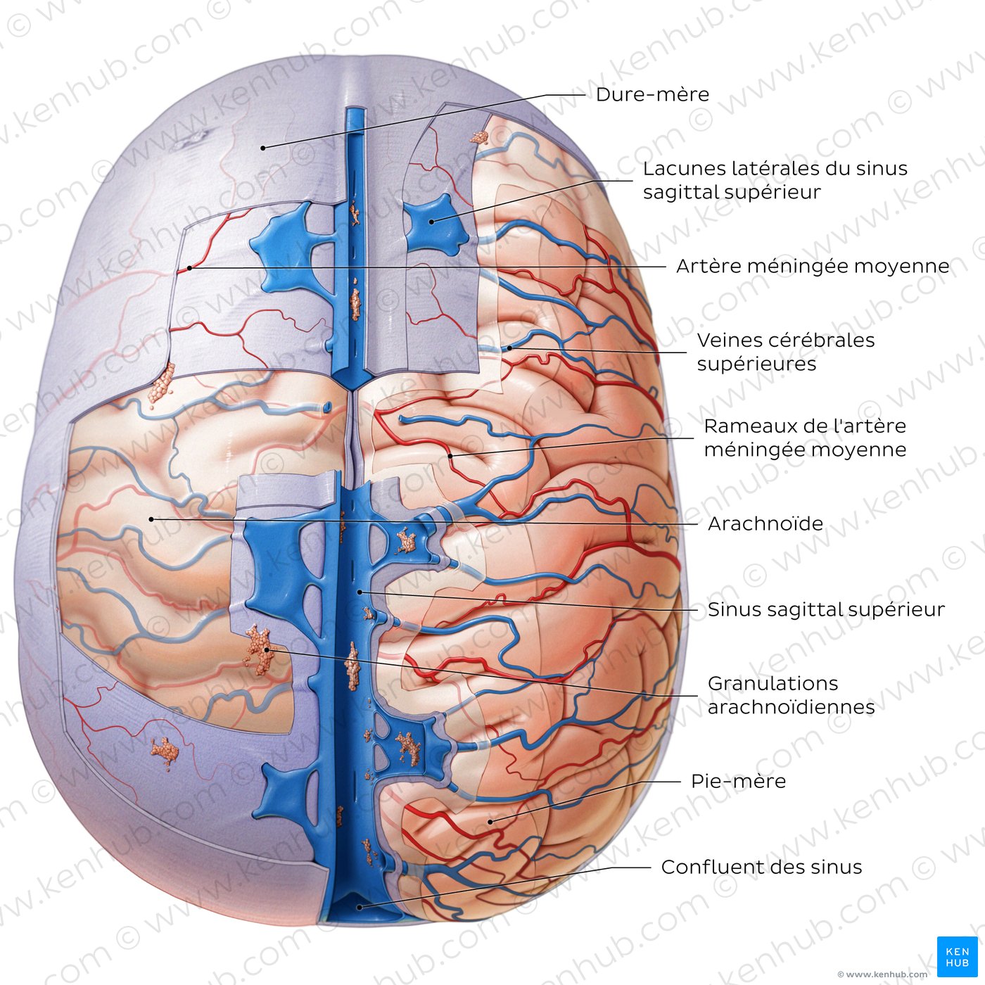 Méninges du cerveau (vue supérieure)