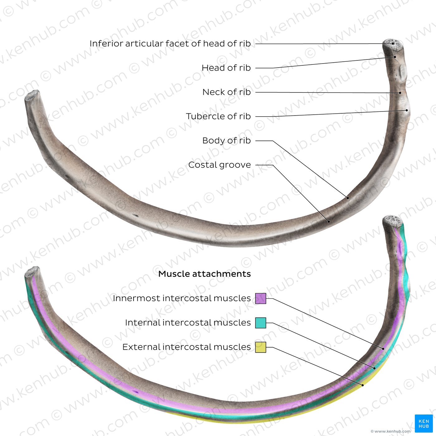Typical rib (inferior view)