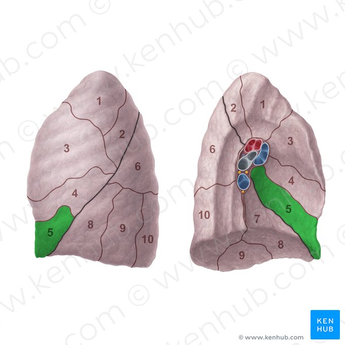 Segmento lingular inferior del pulmón izquierdo (Segmentum lingulare inferius pulmonis sinistri); Imagen: Paul Kim
