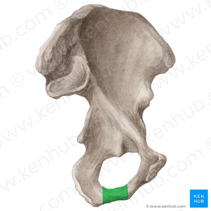 Ramus of ischium (Ramus ossis ischii); Image: Liene Znotina