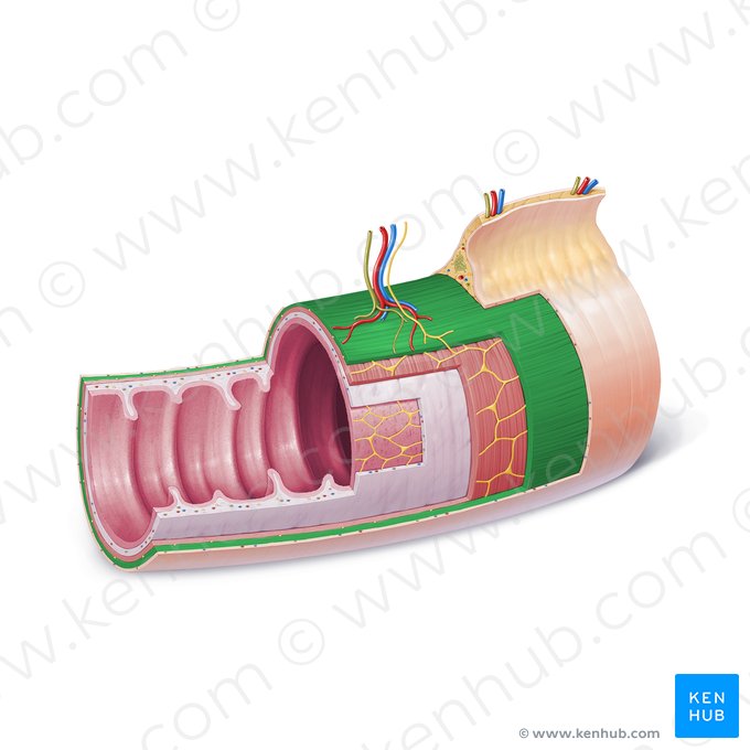 Capa longitudinal externa de la túnica muscular (Stratum longitudinale externum tunicae muscularis); Imagen: Paul Kim