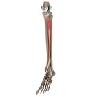 Tibialis posterior muscle (3D)