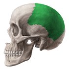 Parietal bone