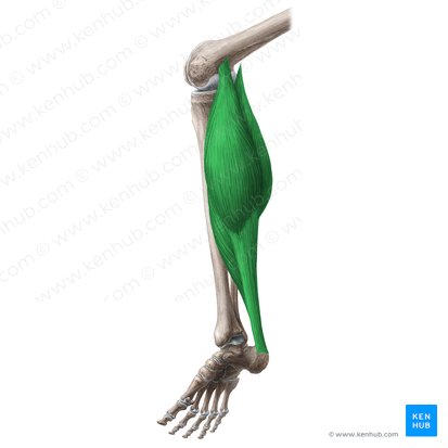 Músculo tríceps sural (Musculus triceps surae); Imagen: Liene Znotina