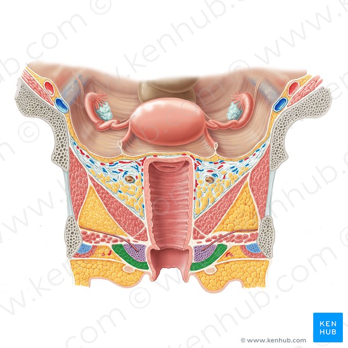 Muscle bulbospongieux (féminin) (Musculus bulbospongiosus (femininus)); Image : Samantha Zimmerman