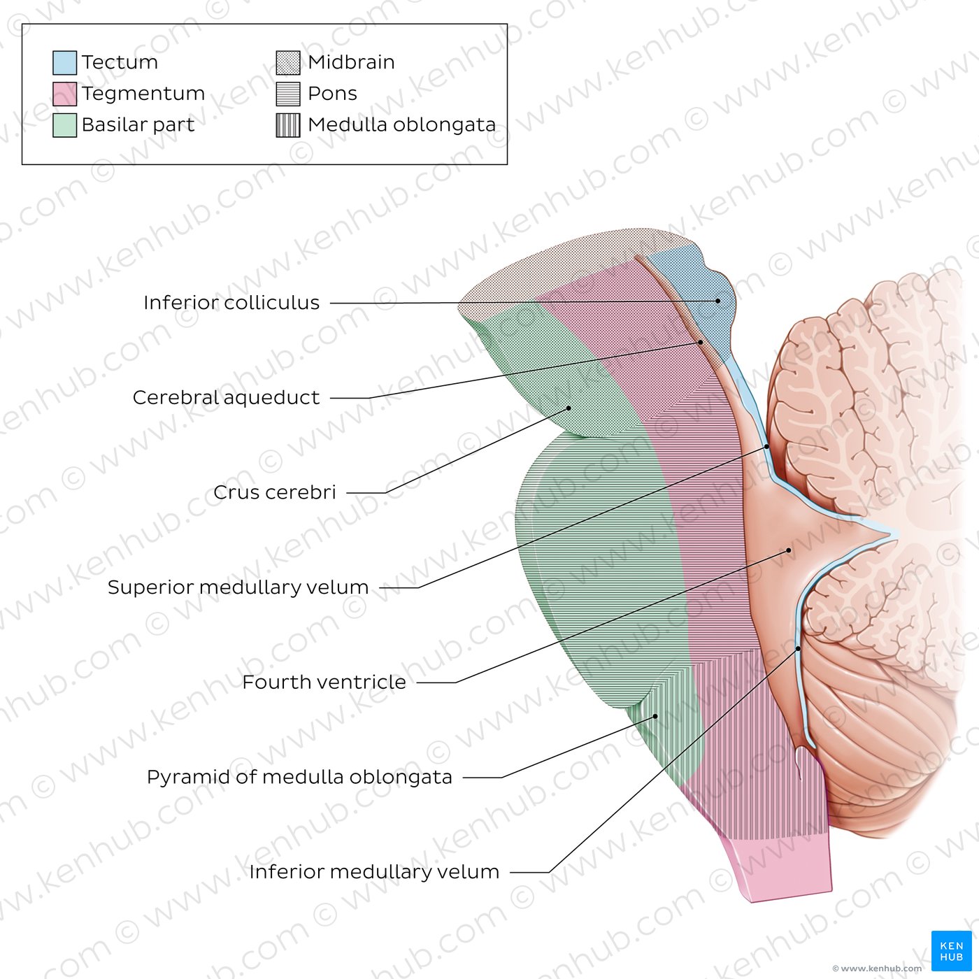 Brainstem tectum and tegmentum