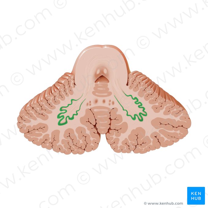 Nucleus dentatus (Zahnkern); Bild: Paul Kim