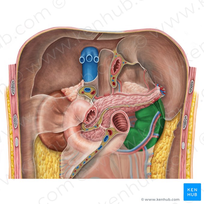 Left kidney (Ren sinister); Image: Irina Münstermann