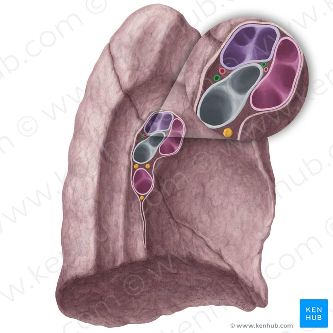 Bronchial veins of left lung (Venae bronchiales pulmonis sinistri); Image: Yousun Koh