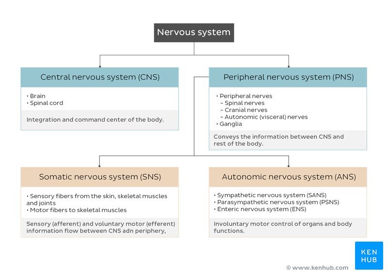 Nervous system breakdown