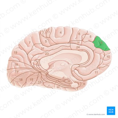 Área 9 de Brodmann (Area Brodmann 9); Imagen: Paul Kim