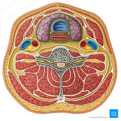 Pretracheal fascia (Fascia pretrachealis); Image: Paul Kim