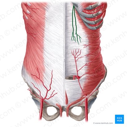 Arteria epigastrica superior (Obere Bauchdeckenarterie); Bild: Yousun Koh