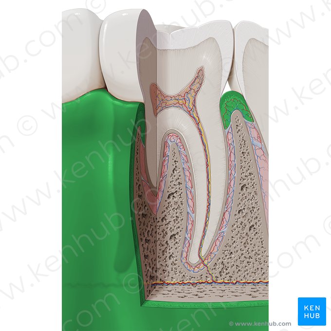 Encía (Gingiva); Imagen: Paul Kim