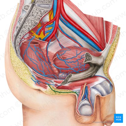 Vena scrotalis posterior (Hintere Hodensackvene); Bild: Irina Münstermann