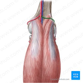 Arteria superior lateralis genus (Obere äußere Kniearterie); Bild: Liene Znotina