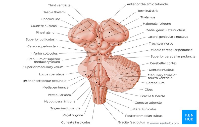 Anatomy of the brainstem and related structures - posterior view