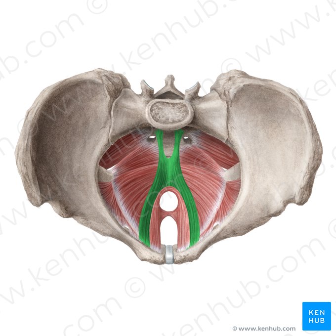 Músculo pubococcígeo (Musculus pubococcygeus); Imagen: Liene Znotina