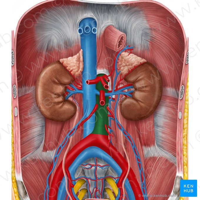 Aorta abdominal (Aorta abdominalis); Imagem: Irina Münstermann