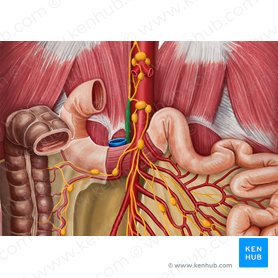 Liver Anatomy Location Lobes And Function Kenhub