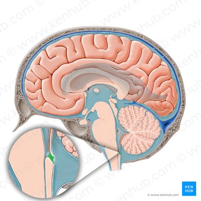 Median aperture of fourth ventricle (Apertura mediana ventriculi quarti); Image: Paul Kim