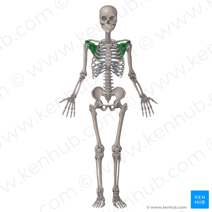 Escápula (Scapula); Imagen: Irina Münstermann