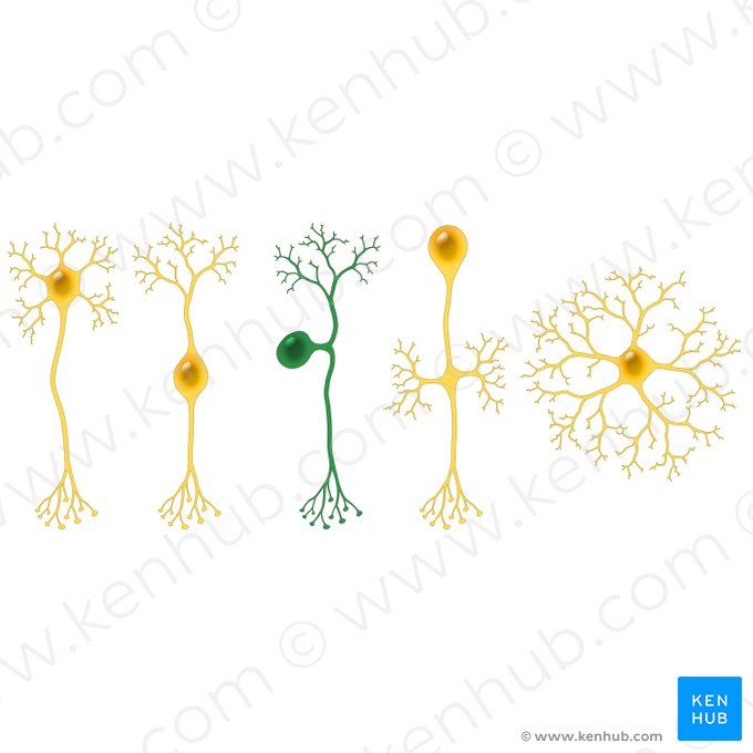 Neurone pseudounipolaire (Neuron pseudounipolare); Image : Paul Kim