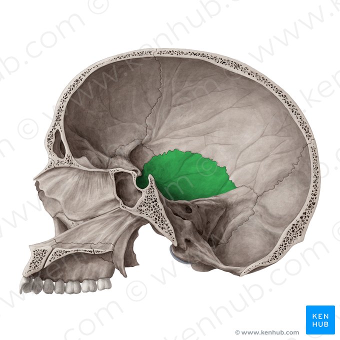 Pars squamosa ossis temporalis (Schuppenteil des Schläfenbeins); Bild: Yousun Koh