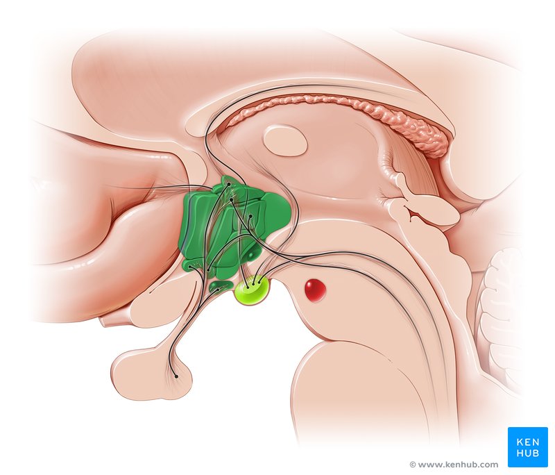 Hypothalamus - sagittal view