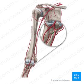 Common interosseous artery (Arteria interossea communis); Image: Yousun Koh