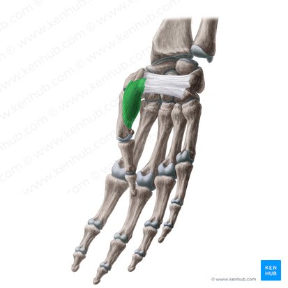 Opponens pollicis muscle (Musculus opponens pollicis); Image: Yousun Koh