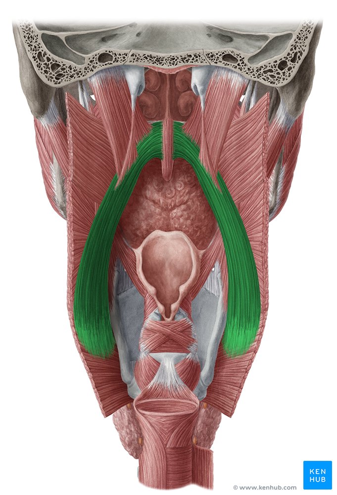 Músculo palatofaríngeo (Musculus palatopharyngeus)