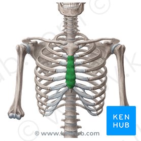 Sternum: Anatomy, parts, pain and diagram | Kenhub