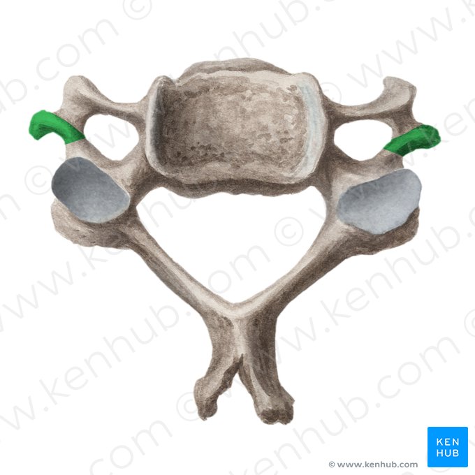 Tubérculo posterior de la vértebra cervical (Tuberculum posterius vertebrae cervicalis); Imagen: Liene Znotina