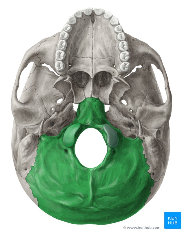vista posterior del hueso occipital