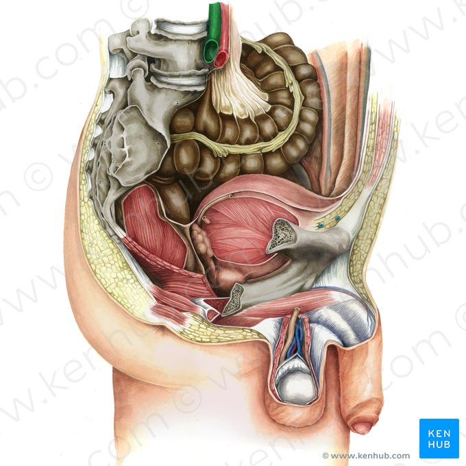 Right common iliac vein (Vena iliaca communis dextra); Image: Irina Münstermann