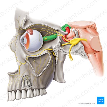 Optic nerve (Nervus opticus); Image: Paul Kim