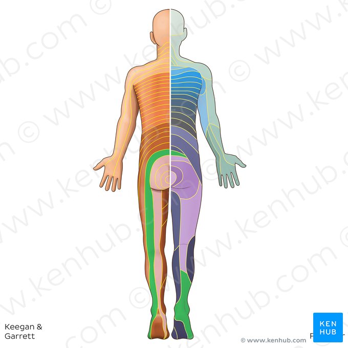 Dermátomo S1 (Dermatoma S1); Imagem: Irina Münstermann