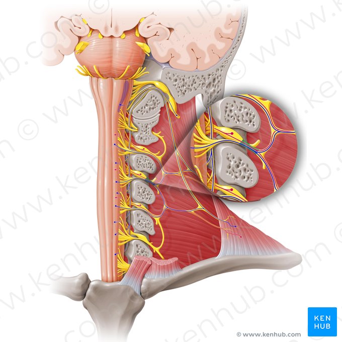 Nervo espinal C3 (Nervus spinalis C3); Imagem: Paul Kim