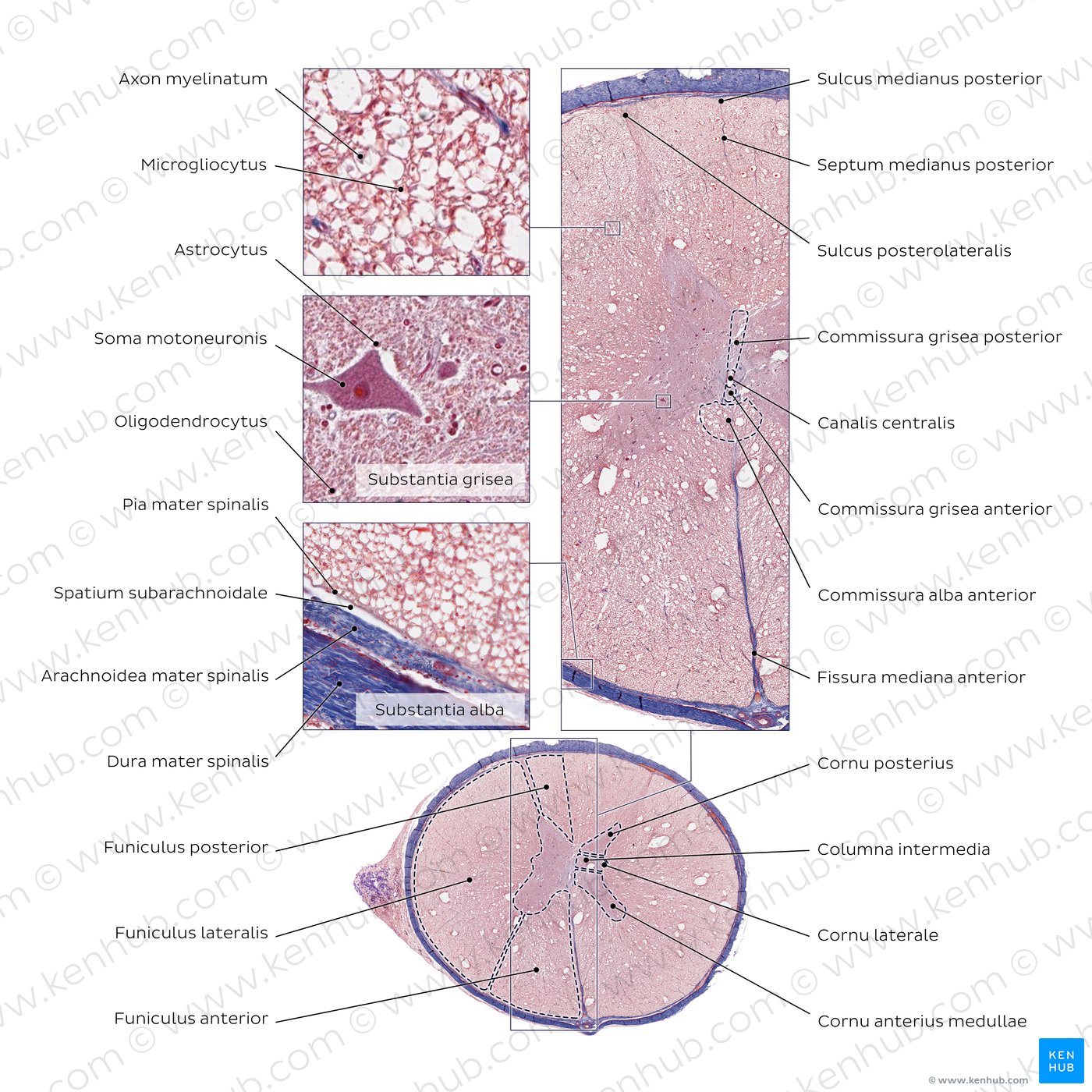 Rückenmark (histologisches Präparat, Färbung: Azan)