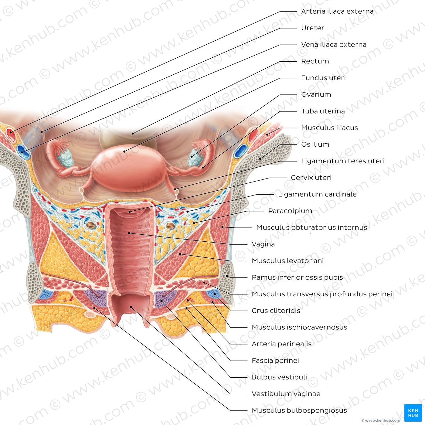 Strukturen von Uterus und Vagina in der ventralen Ansicht