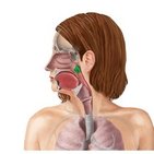 Nasopharynx
