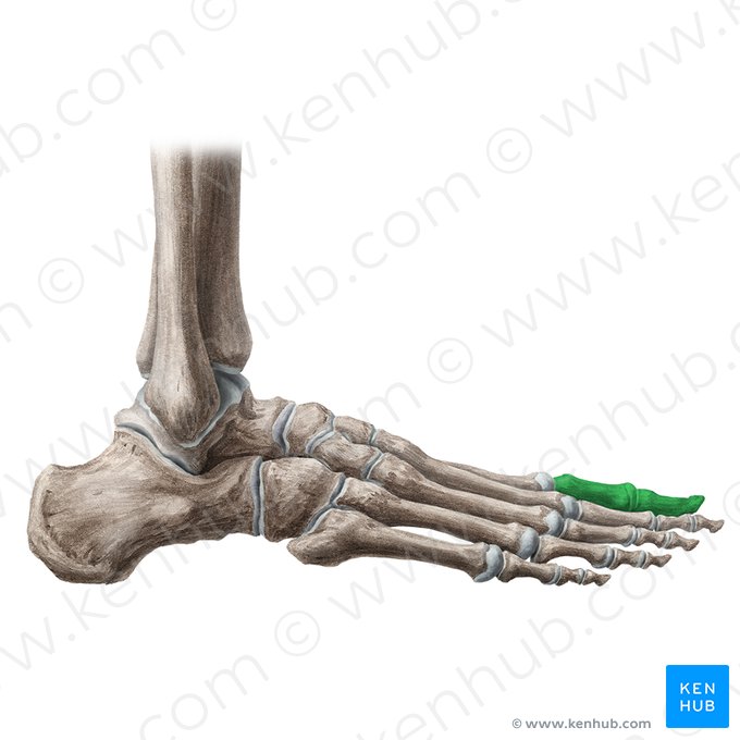 Great toe (Hallux); Image: Liene Znotina