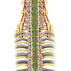 Zentrales Nervensystem (ZNS)