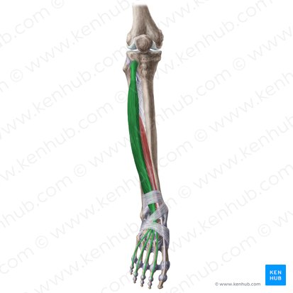 Músculo extensor longo dos dedos (Musculus extensor digitorum longus); Imagem: Liene Znotina