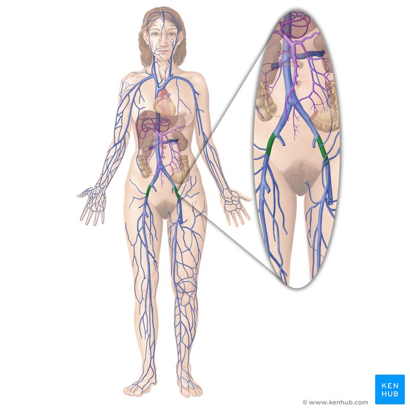 External iliac vein (Vena iliaca externa)